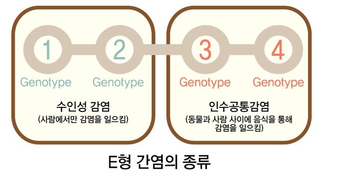 E형간염의 종류 Genotype1,Genotype2는 사람에서만 감염을 일으키는 수인성 감염,Genotype3,Genotype4는 동물과 사람 사이에 음식을 통해 감염을 일으키는 인수공통감염