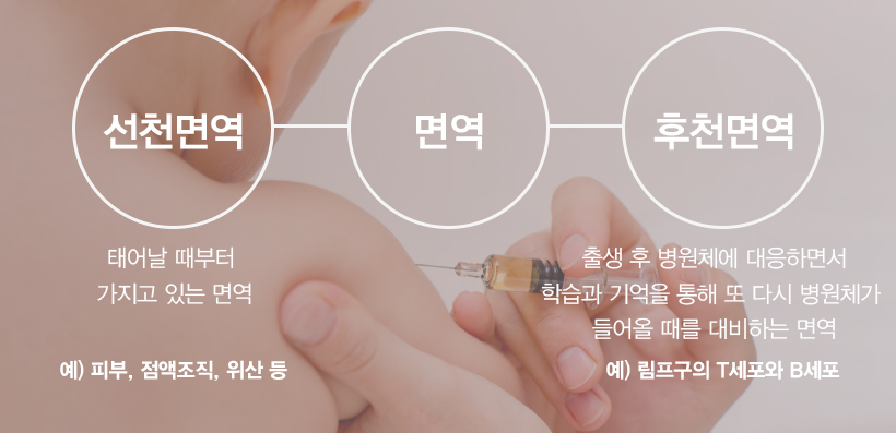 선천면역은 태어날 때부터 가지고 있는 면역이며 후천 면역은 출생 후 병원체에 대응하면서 학습과 기억을 통해 또 다시 병원체가 들어올 때를 대비하는 면역입니다.
