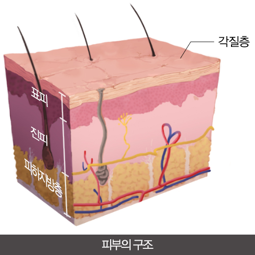 피부의 해부학적 이미지