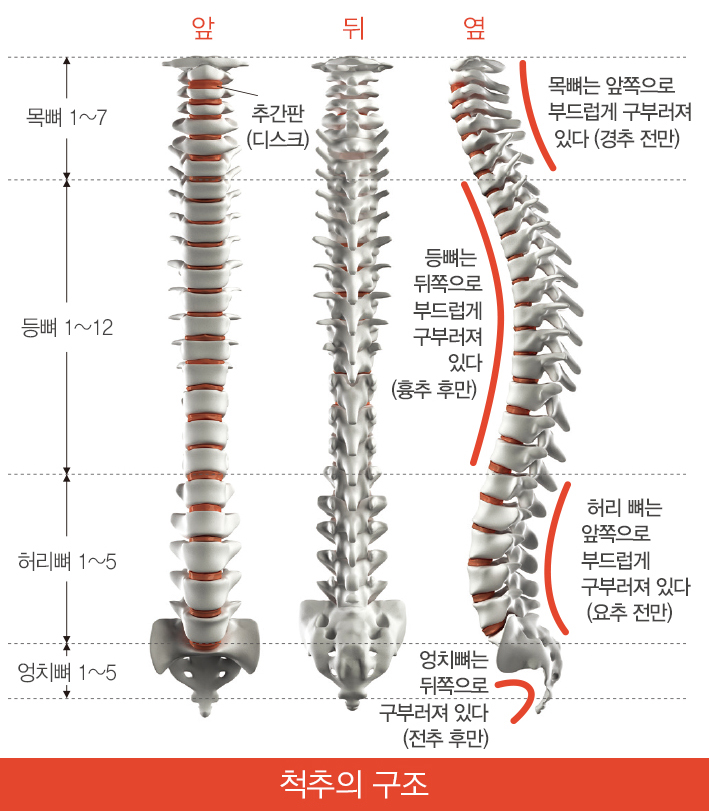 척추의 구조