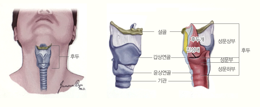 구강 구조. 설골, 갑상연골,윤상연골, 기관.