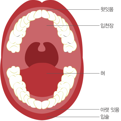 구강 구조. 윗잇몸, 입천장, 혀, 아래 잇몸, 입술