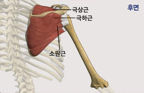 회전근개 해부 이미지_후면