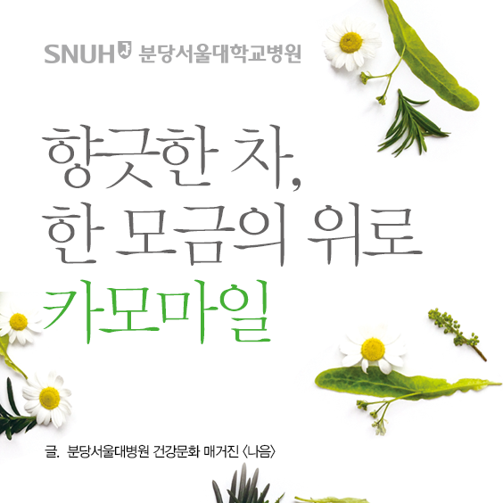 향긋한 차, 한 모금의 위로 -  카모마일