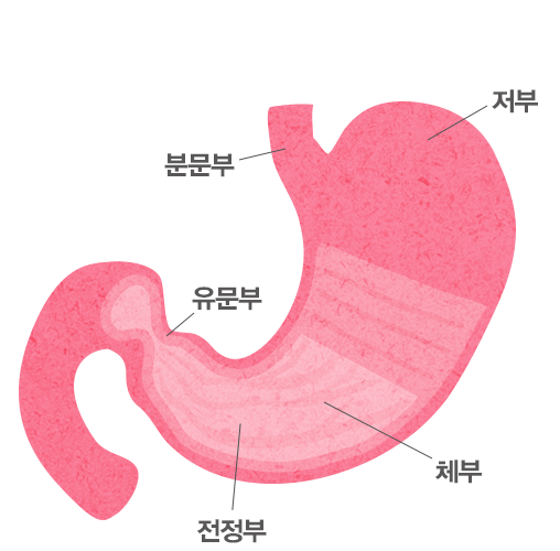 위암의 위험요임 및 주요 증상 