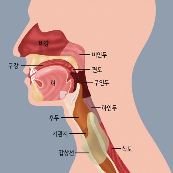 두경부의 구조 이미지 비강 비인두 편도 구인두 하인두 식도 갑상선 기관지 후두 혀 구강