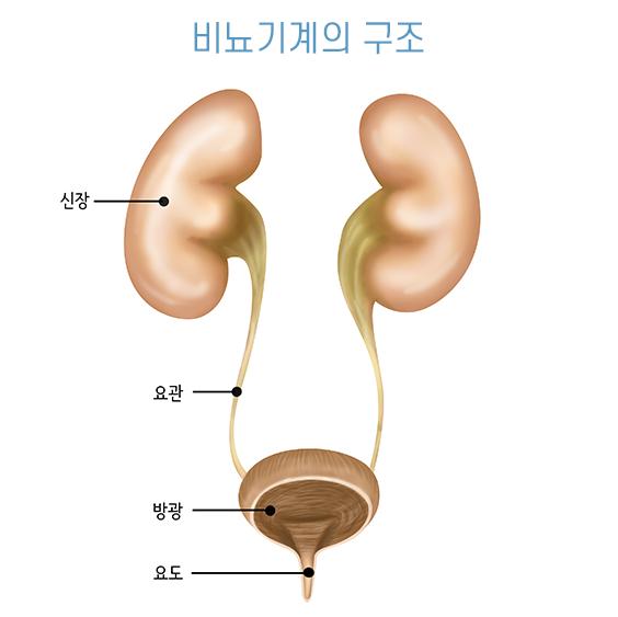 비뇨기계의 구조 신장 요관 방광 요도