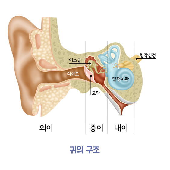 귀의 구조 이소골 외이도 고막 달팽이관 청각신경 외이 중이 내이