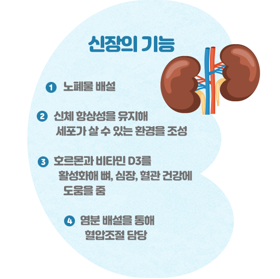 신장의 기능