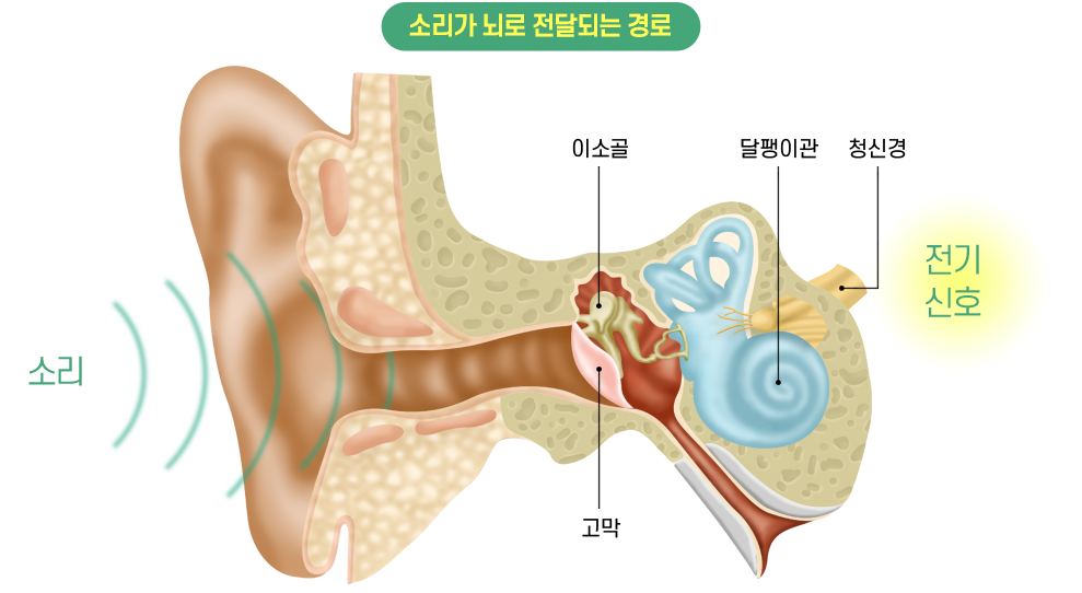 소리가 뇌로 전달되는 경로