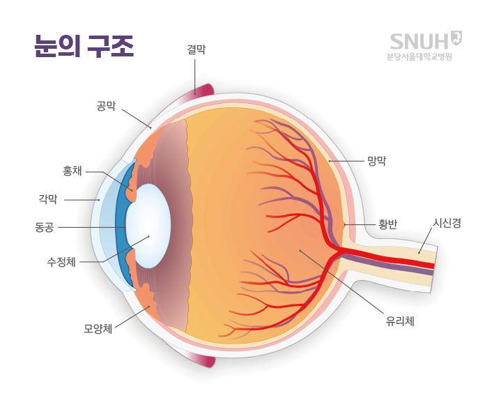 눈의 구조: 결막, 공막, 홍채, 각막, 동공, 수정체, 모양체