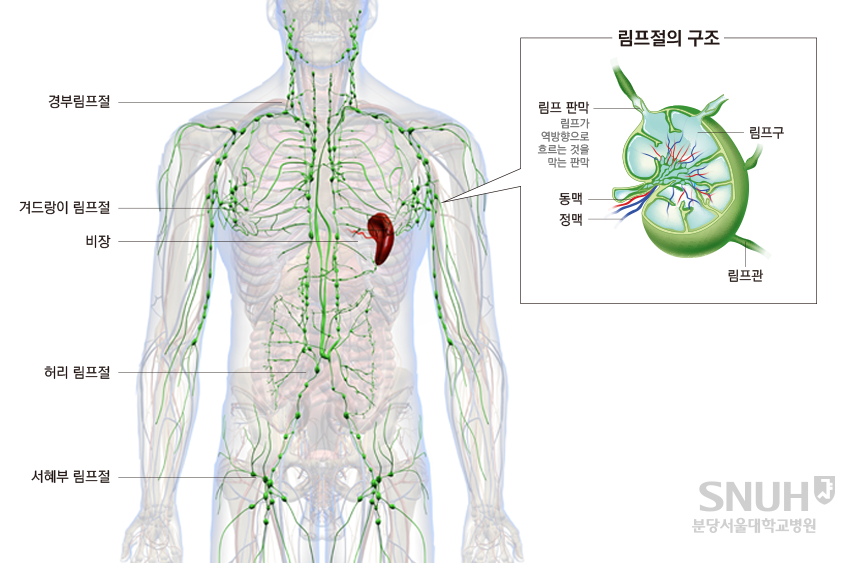 림프계의 위치와 구조