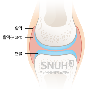 관절의 상세. 활막, 활액(관절액), 연골.