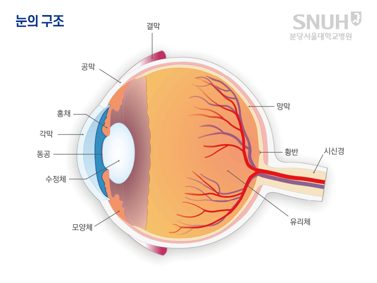 눈의 구조: 결막, 공막, 홍채, 각막, 동공, 수정체, 모양체, 유리체, 황반, 망막, 시신경