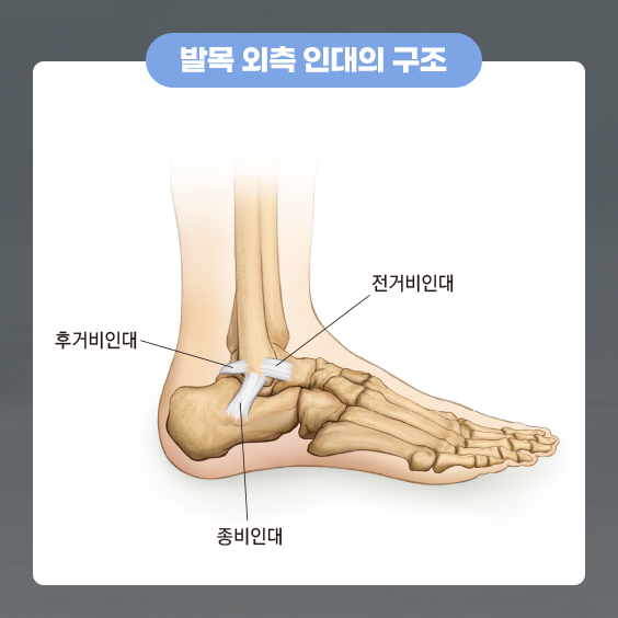 발목 외측 인대의 구조: 후거비인대, 전거비인대, 종비인대