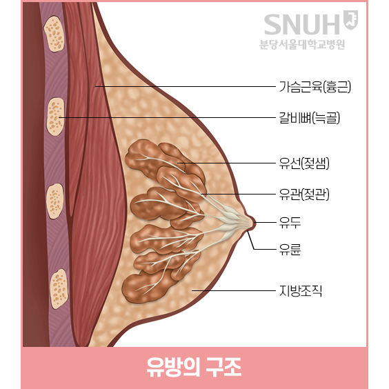 유방의 구조: 가슴근육(흉근), 갈비뼈(늑골), 유선(젖샘), 유관(젖관), 유두, 유륜, 지방조직