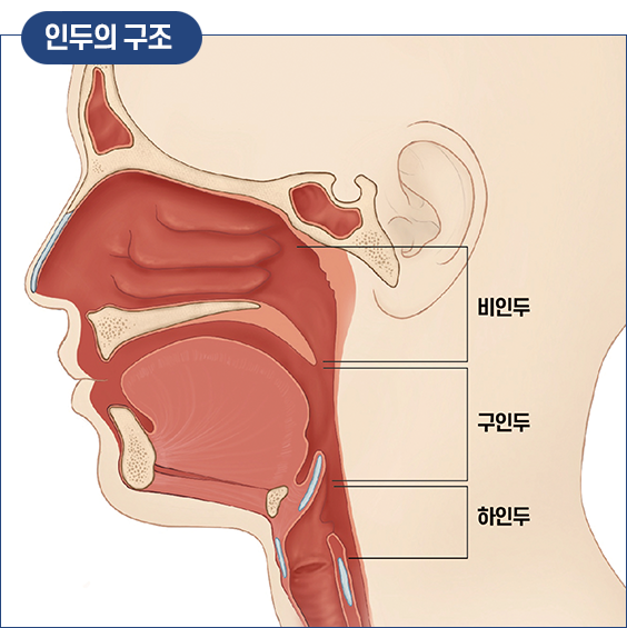 인두의 구조 : 비인두, 구인두, 하인두