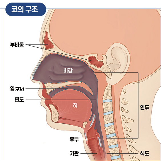 코의 구조: 부비동, 비강, 입(구강), 편도, 혀, 후두, 인두, 기관, 식도