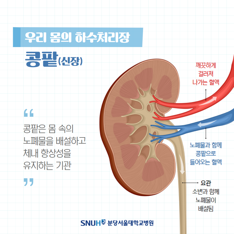 우리 몸의 하수처리장: 콩팝(신장) 콩팥은 몸 속의 노폐물을 배설하고 체내 항상성을 유지하는 기관. 깨끗하게 걸러져 나가는 혈액, 노폐물과 함께 콩팥으로 들어노는 혈액. 요관, 소변과 함께 노폐물이 배설됨