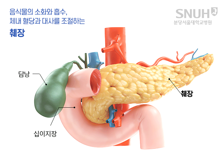 췌장의 위치 - 음식물의 소화와 흡수, 체내 혈당과 대사를 조절하는 췌장. 담낭, 췌장, 십이지장
