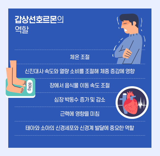 갑상선 호르몬의 역할-체온조절, 신진대사 속도와 열량 소비를 조절해 체중 증감에 영향, 장에서음식물 이동 속도 조절, 심장 박동수 증가 및 감소, 근력에 영향을 미침, 태아와 소아의신경세포와 신경계 발달에 중요한 역할.