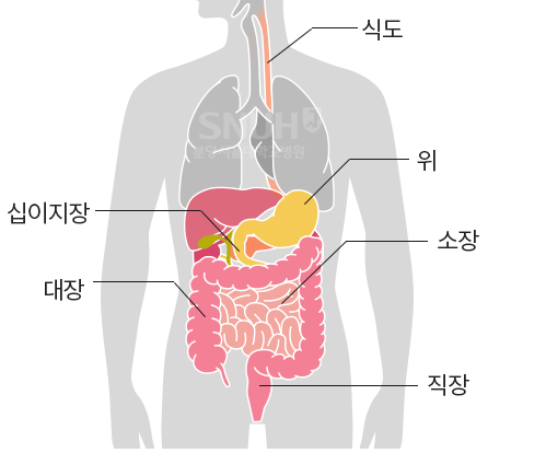 신체 장기 위치