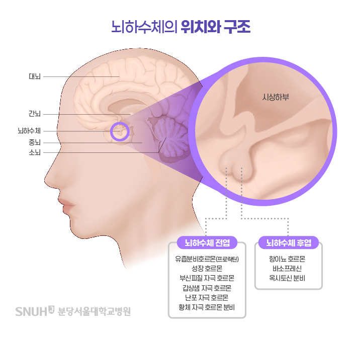 뇌하수체의 위치와 구조. 뇌하수체 전엽: 유즙준비호르몬(프로릭틴), 성장호르몬, 부신피질 자극 호르몬, 갑상샘 자극 호르몬, 난포 자극 호르몬, 항체 자극 호르몬 분비. 뇌하수체 후엽. 항이뇨호르몬, 바소프레신, 옥시토신 분비.