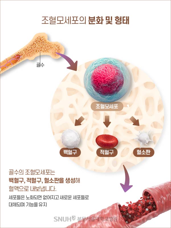 조혈모세포의 분화 및 형태