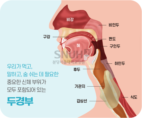 두경부 구조