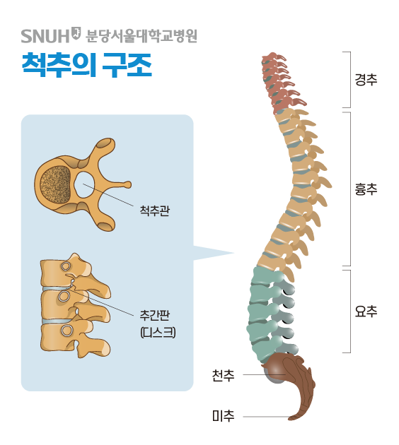 척추의 구조
