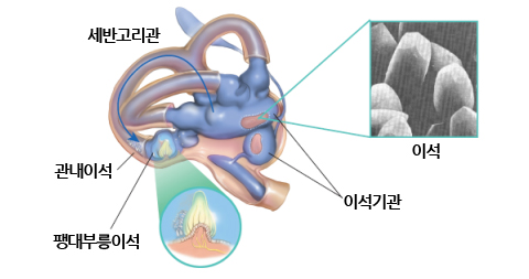 전정기관과 이석