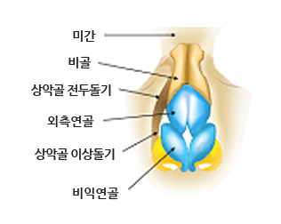 코의 해부학적 구조