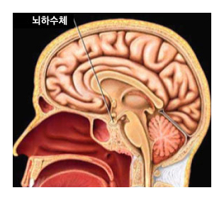 뇌하수체의 위치