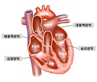 심장판막의 모식도