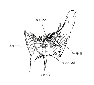 수근관을 통과하는 정중신경