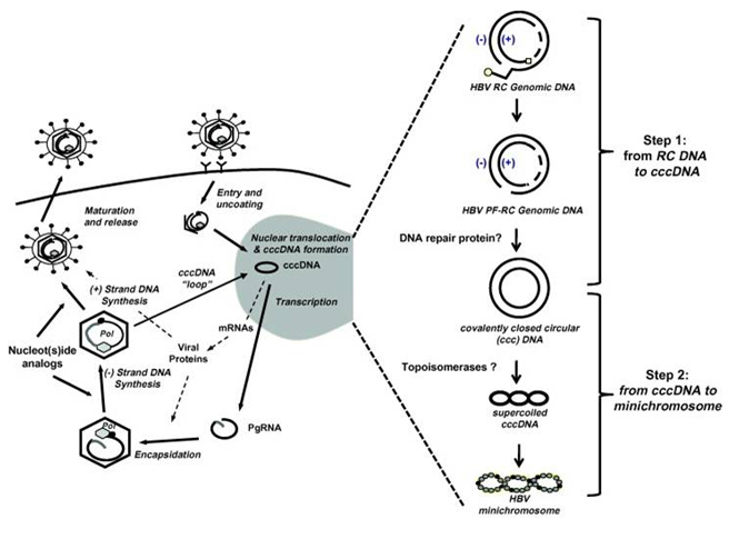 B형 간염 바이러스 life-cycle (J Hepatol 2009;51(3):581)