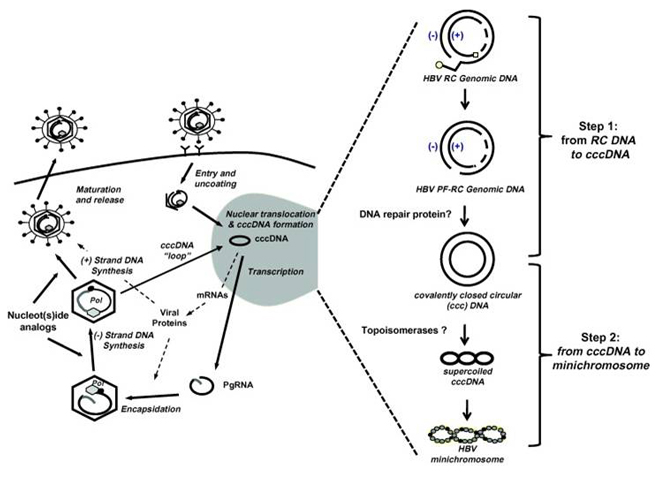 B형 간염 바이러스 life-cycle (J Hepatol 2009;51(3):581)