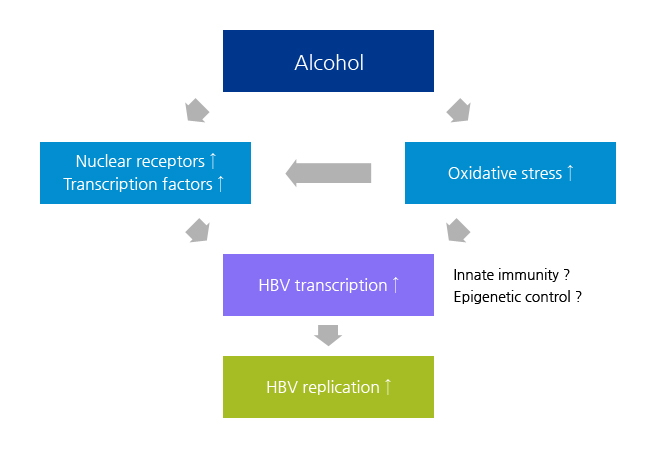 알코올이 B형간염바이러스 증식에 미치는 영향 (Biochem Biophys Res Commun. 2012)