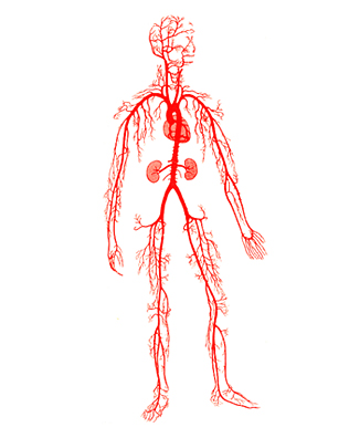 전신의 대혈관 모식도