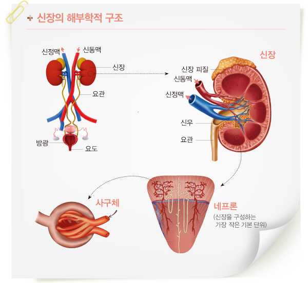 사구체 해부학