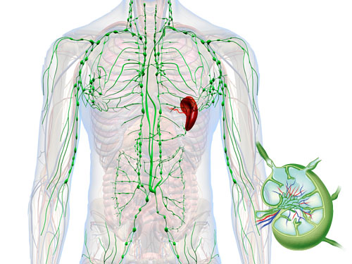 우리 몸의 면역을 지켜주는 청소부, 림프계