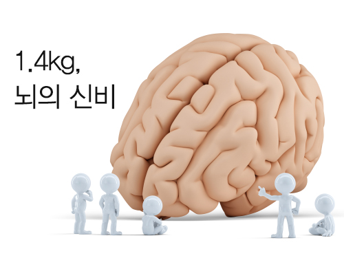 1.4kg, 뇌의 신비