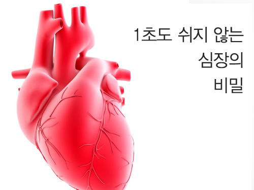 1초도 쉬지 않는 심장의 비밀