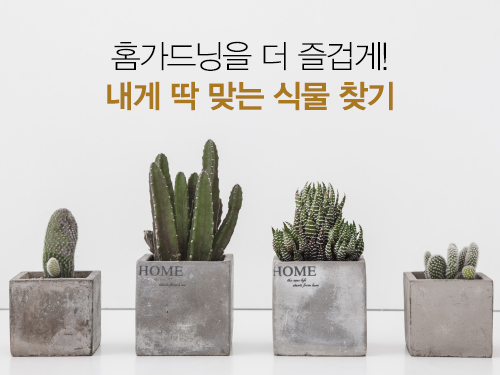 홈가드닝을 더 즐겁게! 내게 딱 맞는 식물 찾기